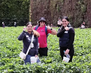 steps to success strawberry picking